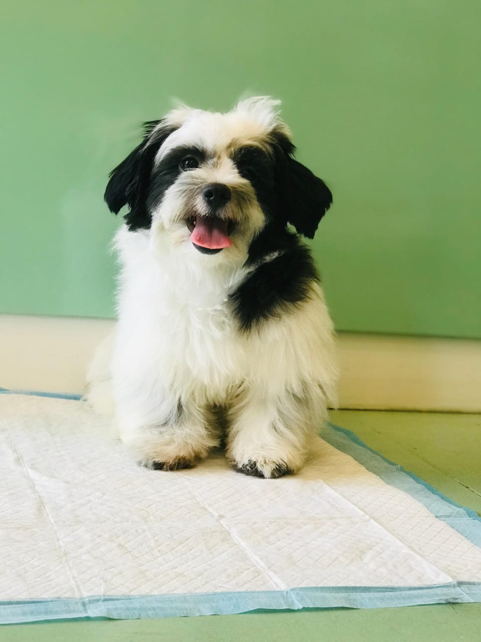 Havanese Male Puppy