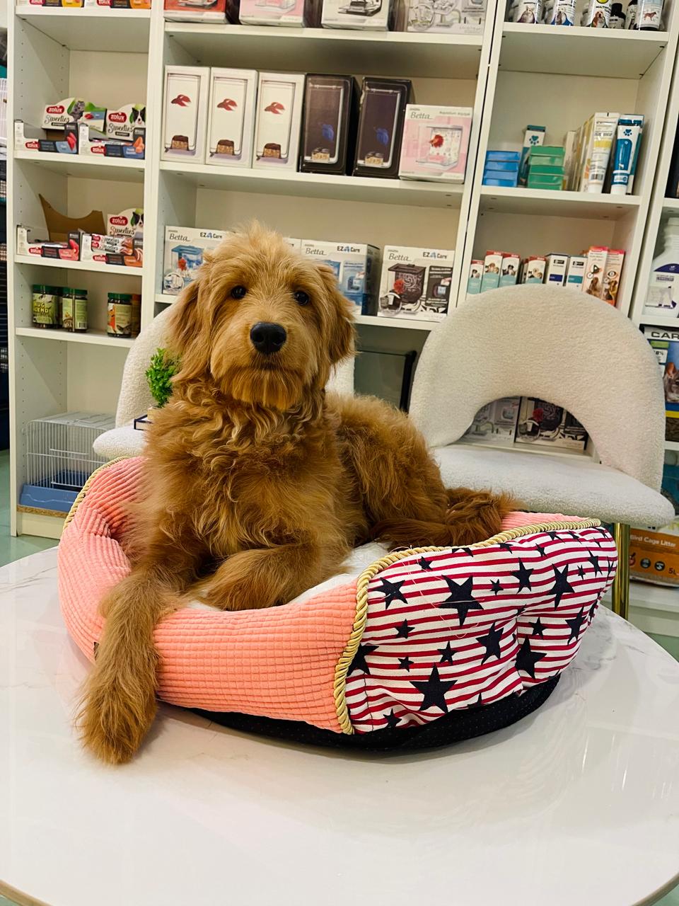 Golden Doodle Female