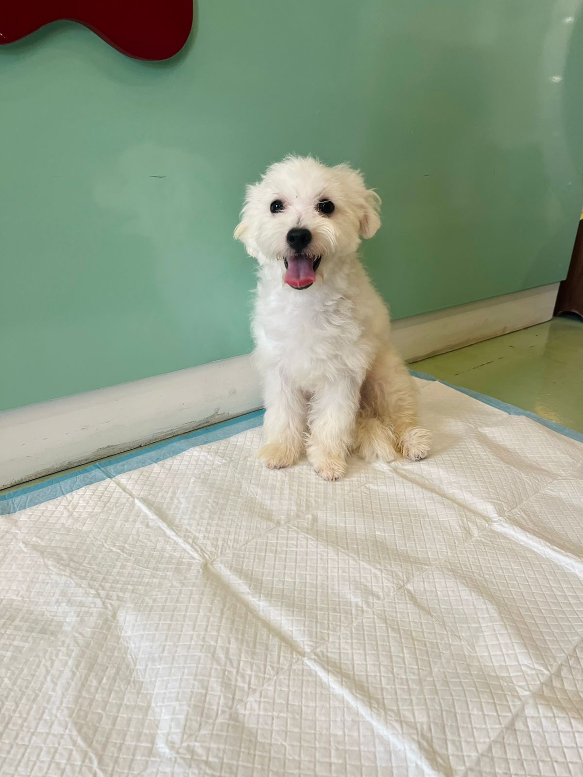 Maltese Male