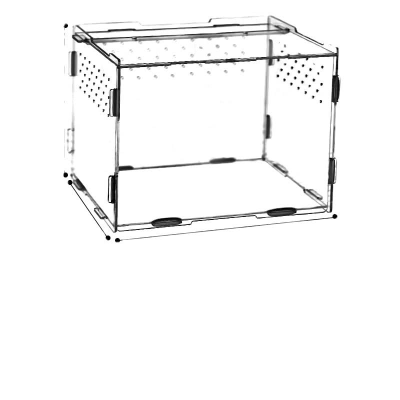 Reptiles Transparent Box