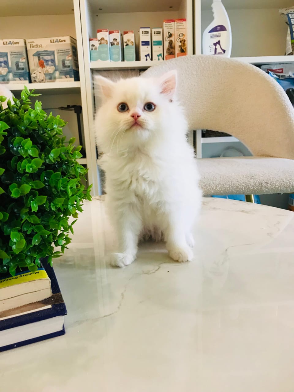 Himalayan kitten Male