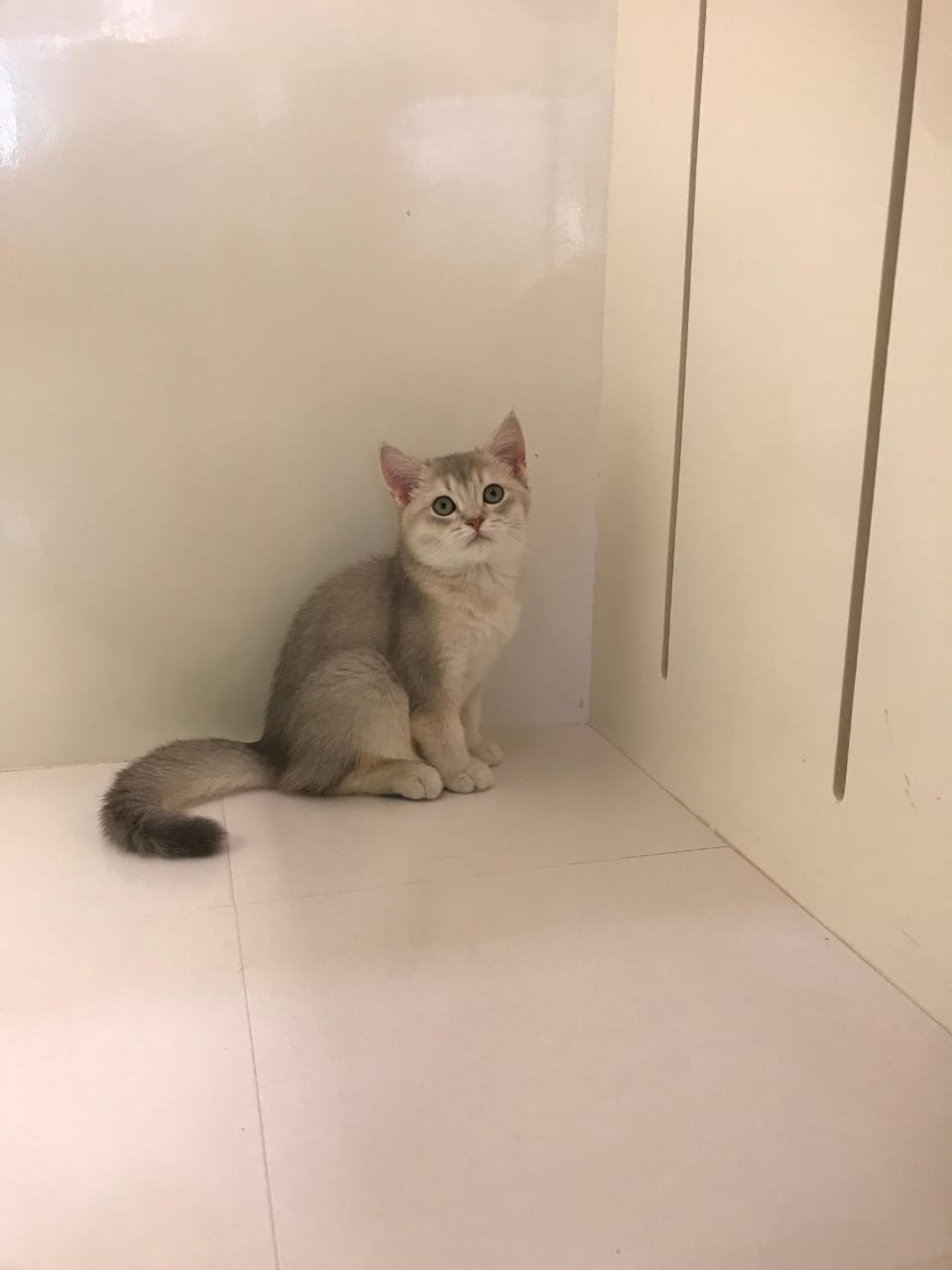 Ny12 Kitten Female