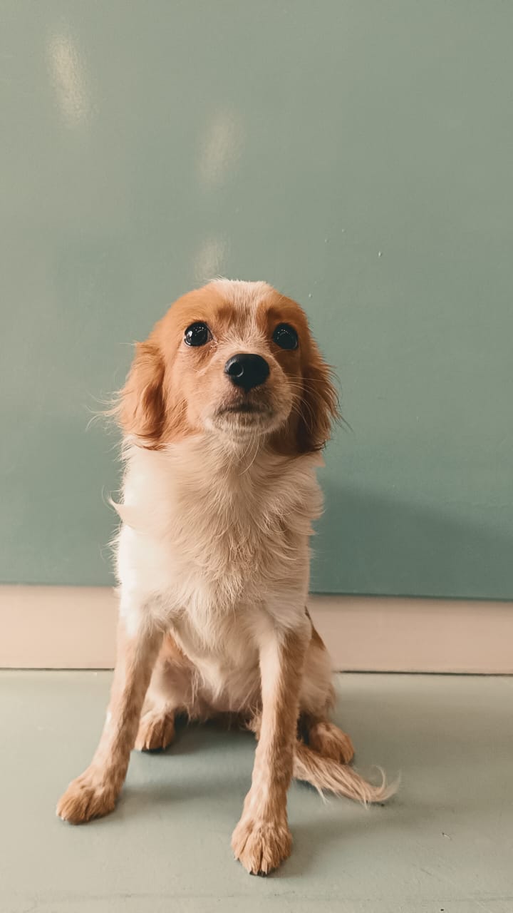 Cavapoo Puppies