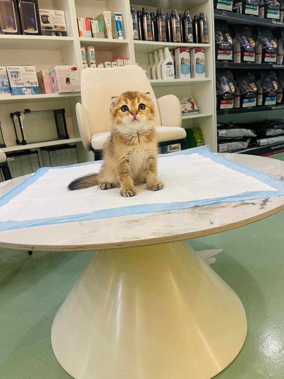 Scottish Fold Golden Chinchilla Male kitten