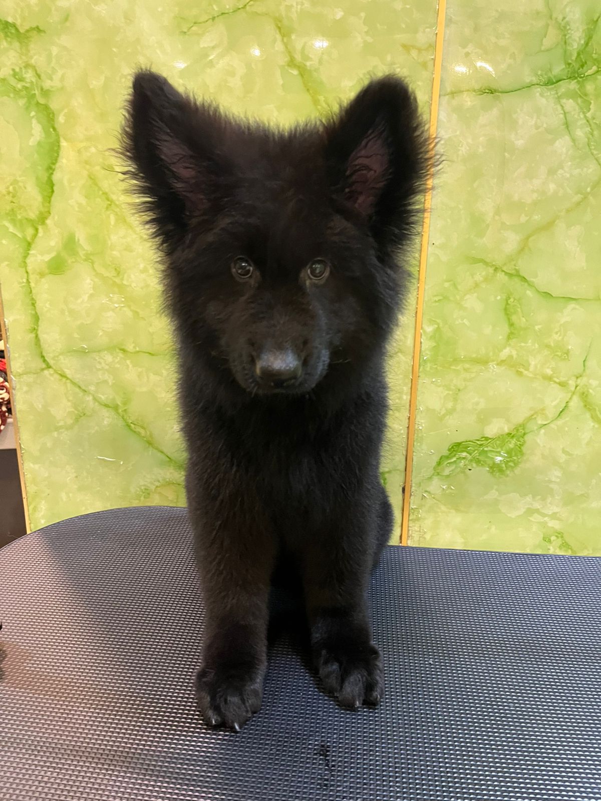 King Size Black Jack puppy