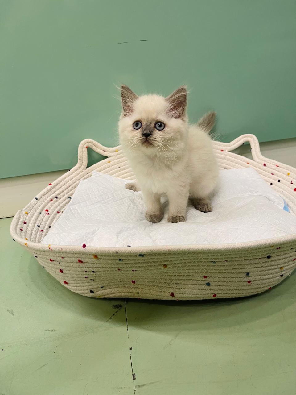 Himalayan Male Kitten