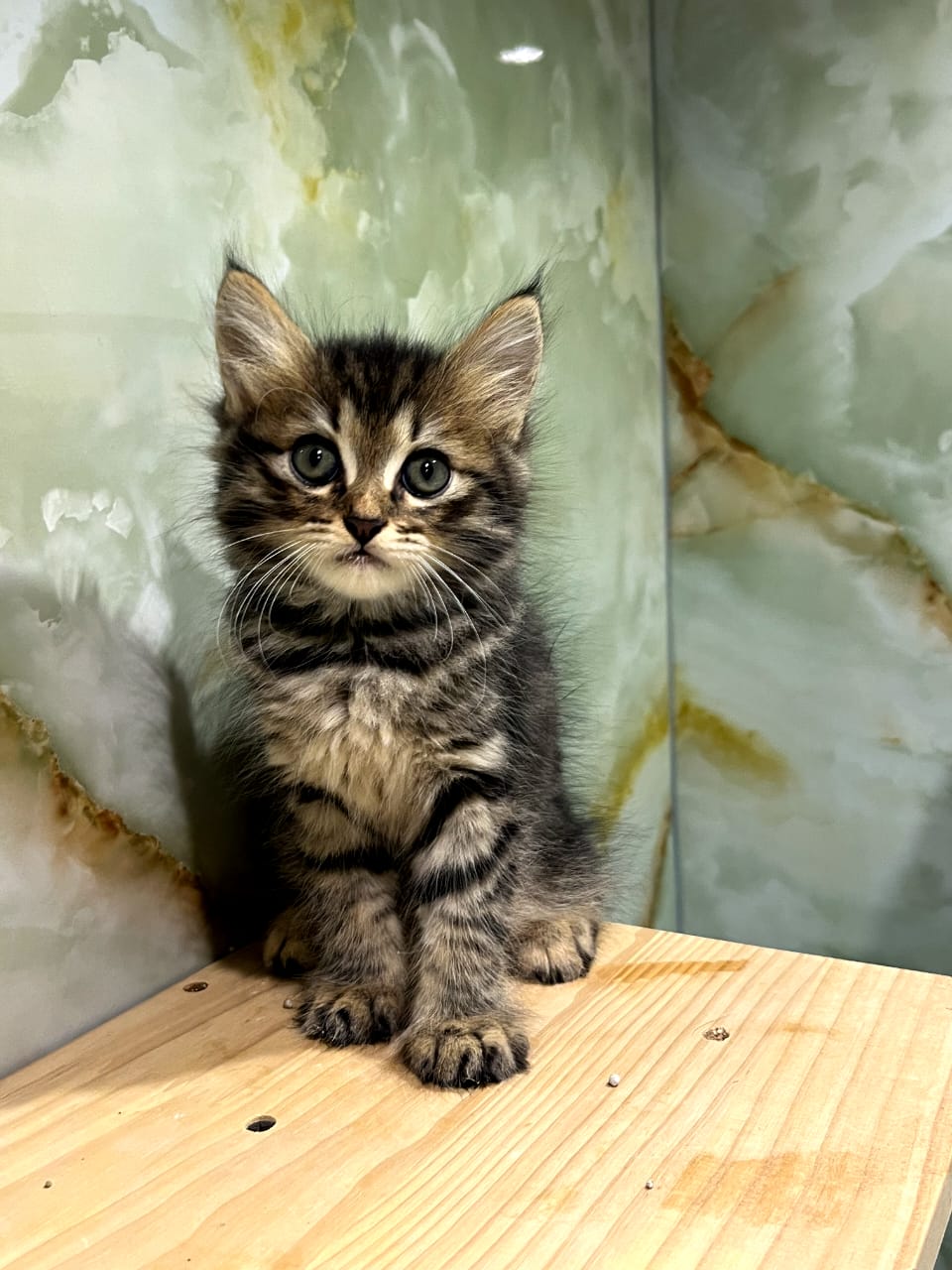 Siberian Kittens