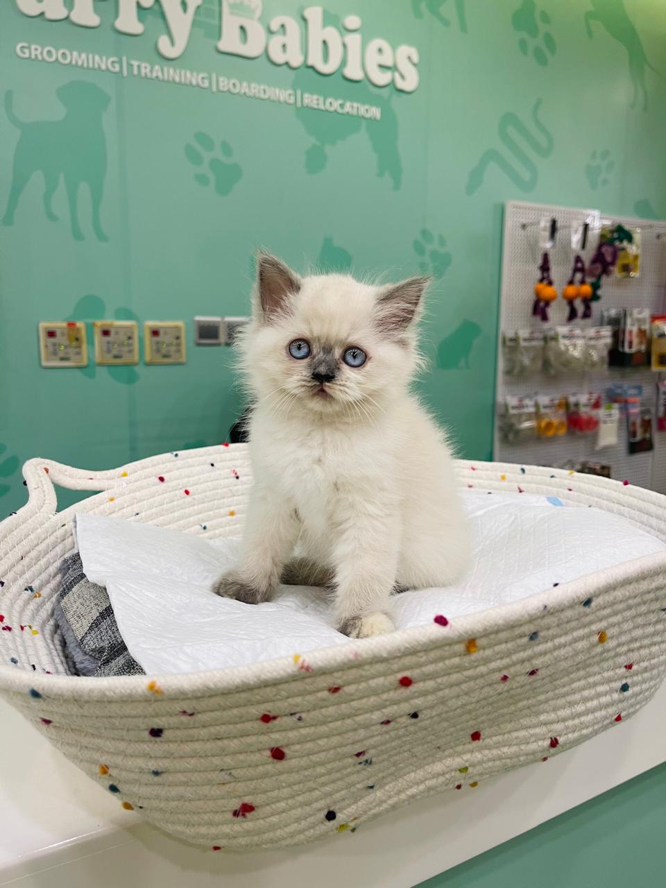 Himalayan Female Kitten