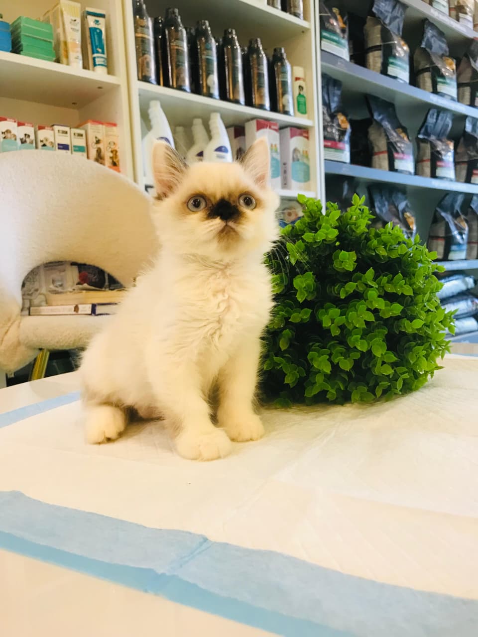 Ragdoll Kitten Male