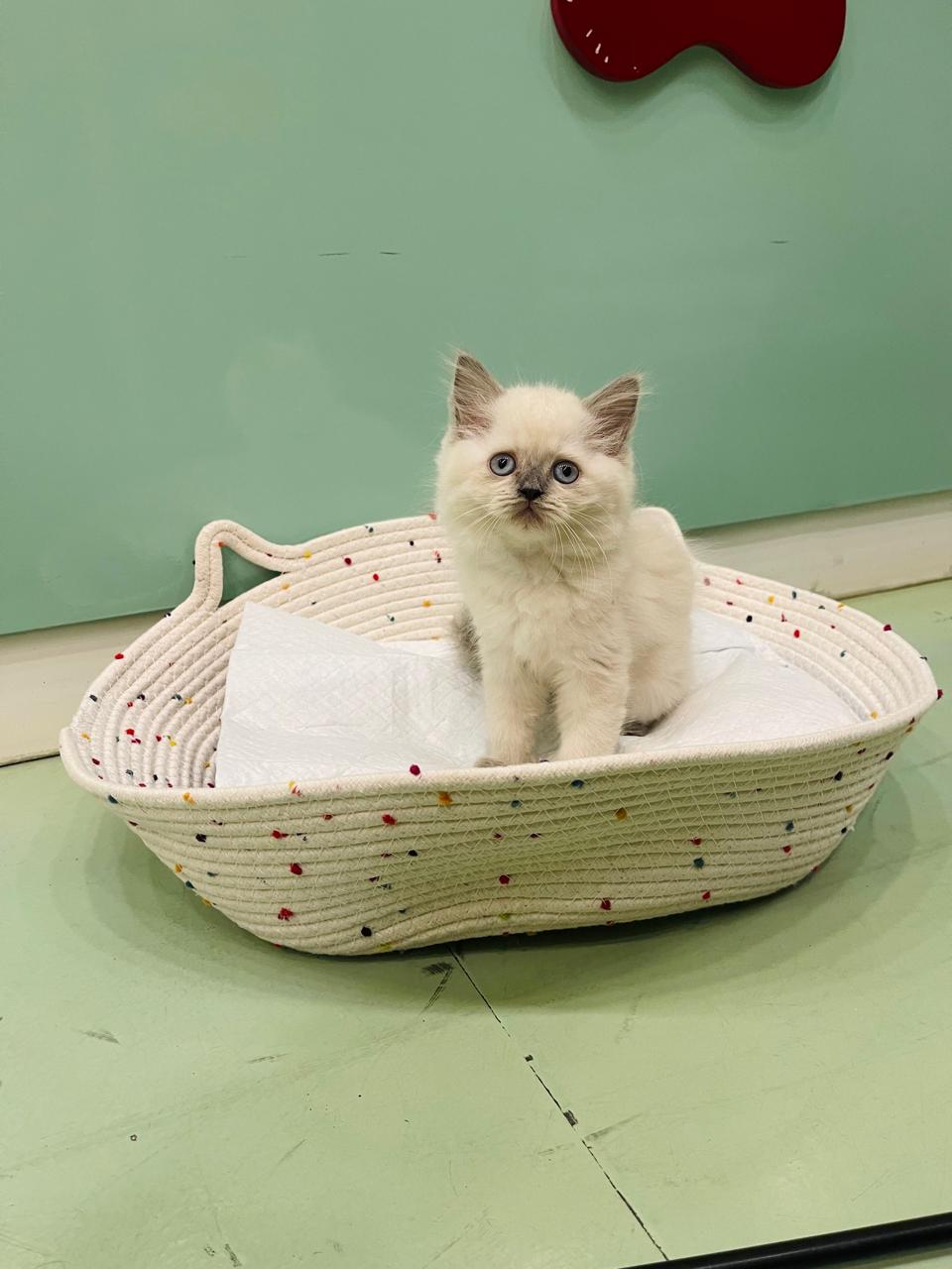 Himalayan Male Kitten