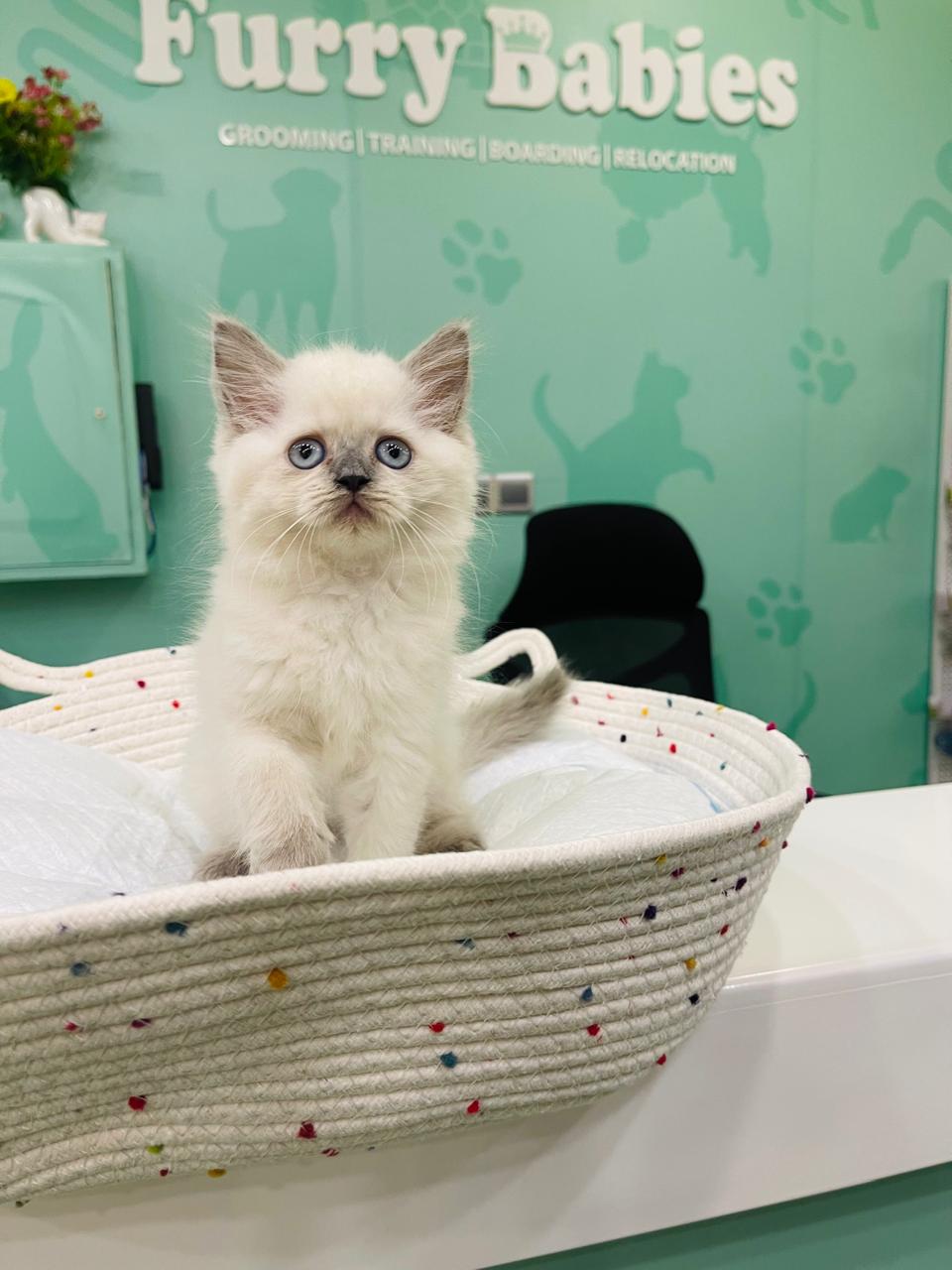 Himalayan Male Kitten