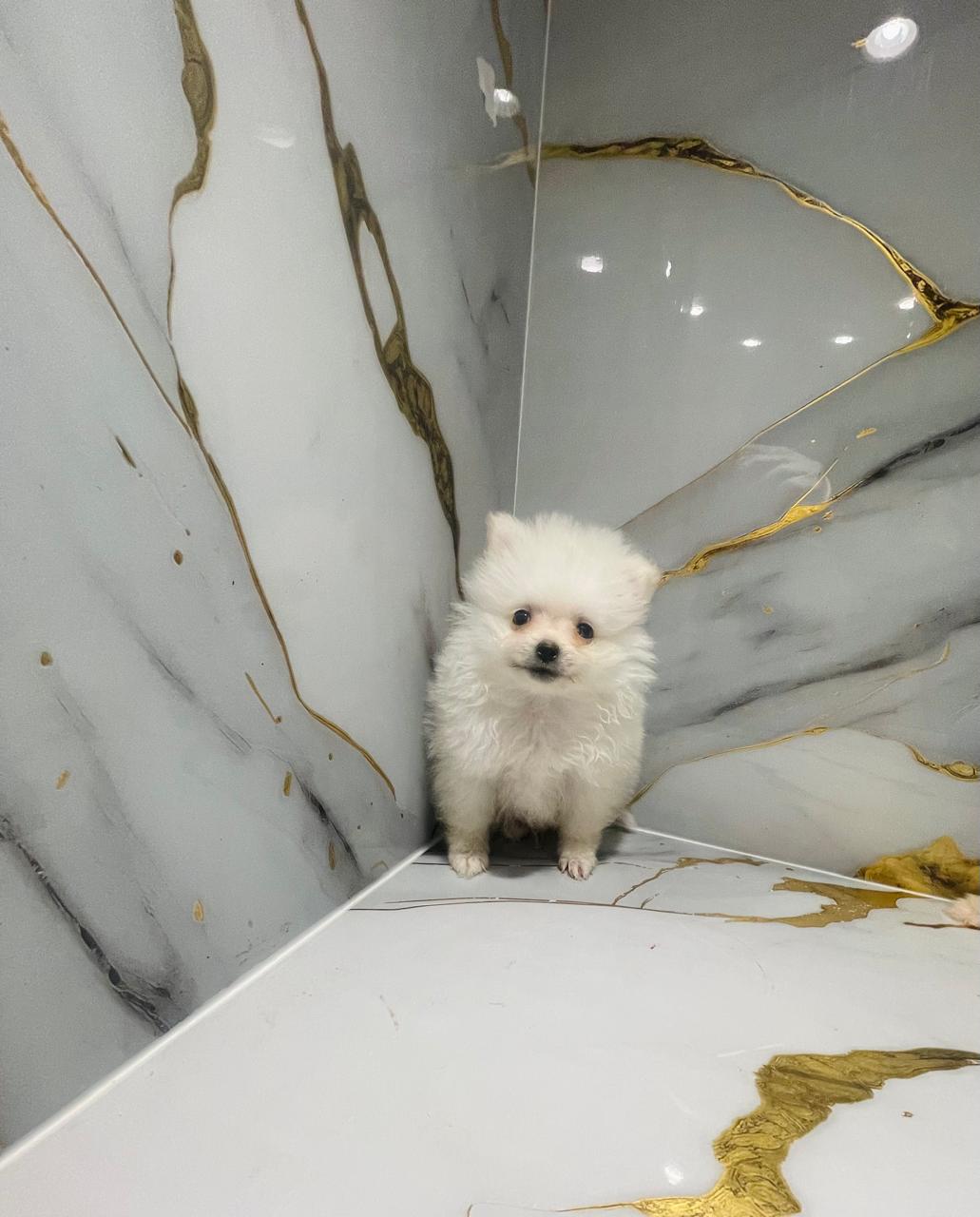 Tcup Pomerania Male Puppy