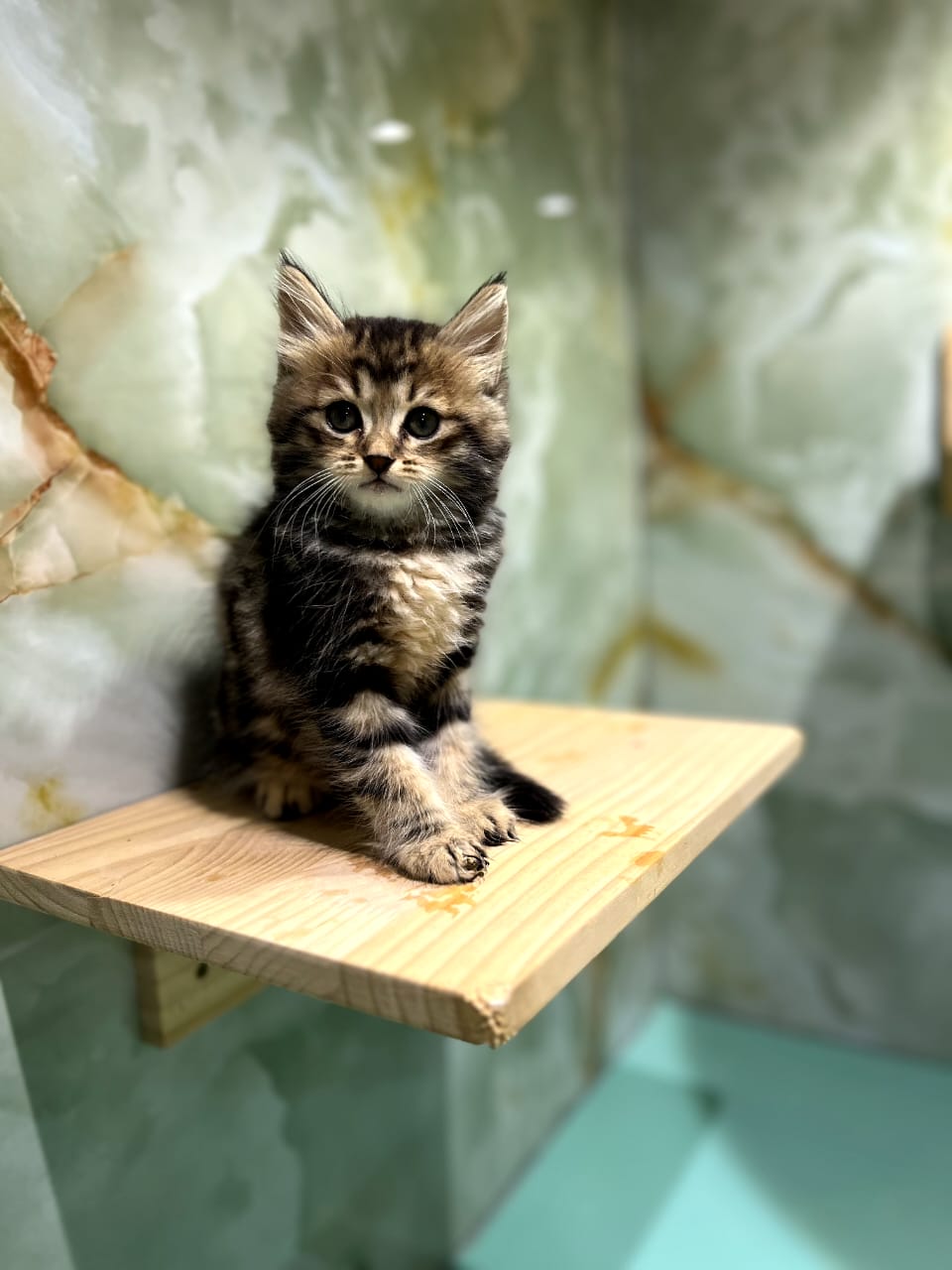 Siberian Kittens