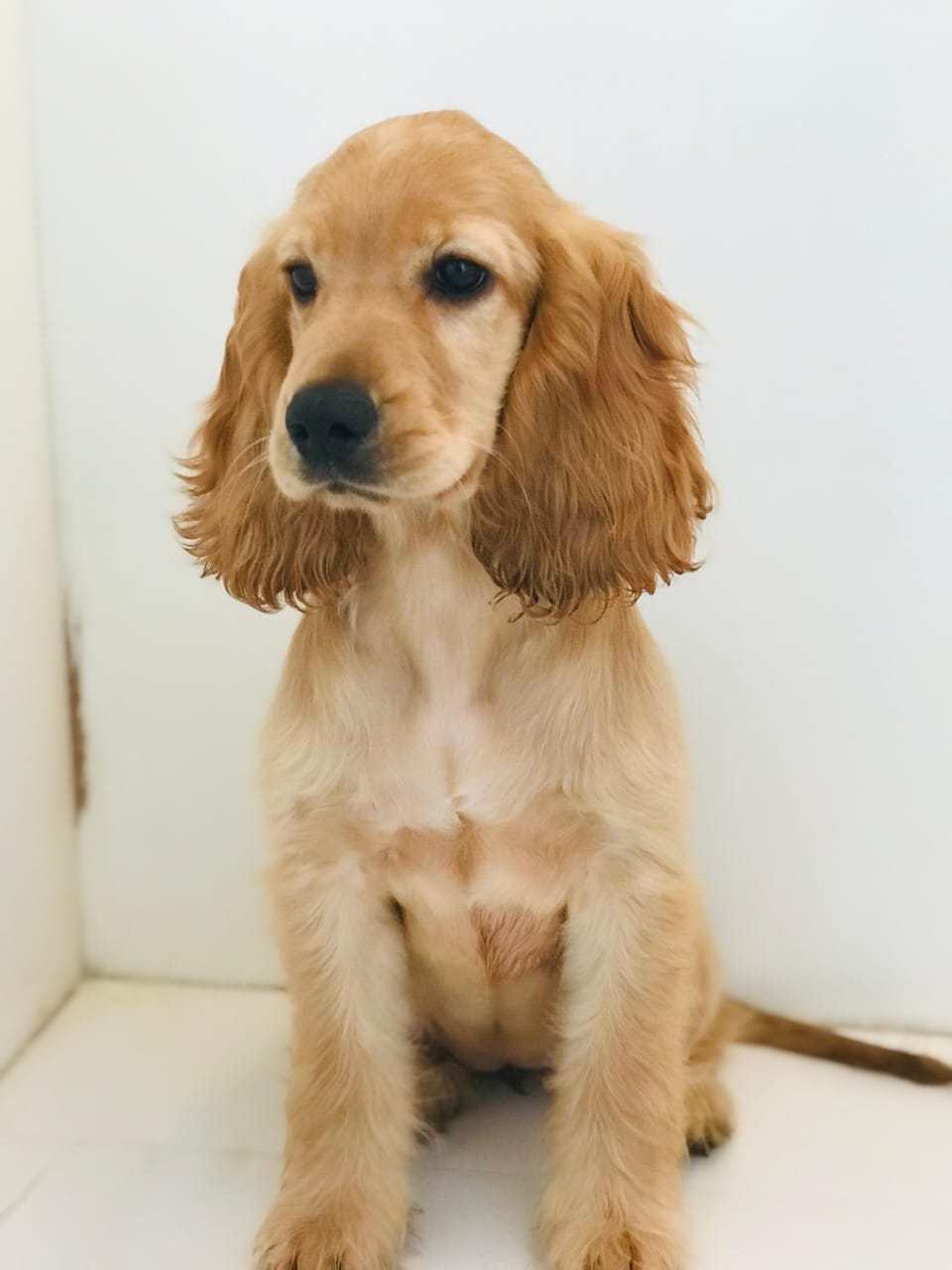 Cocker Spaniel Female