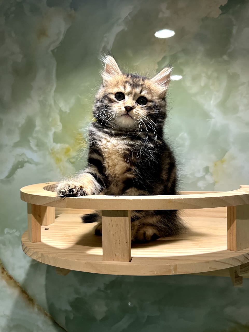 Siberian Kittens