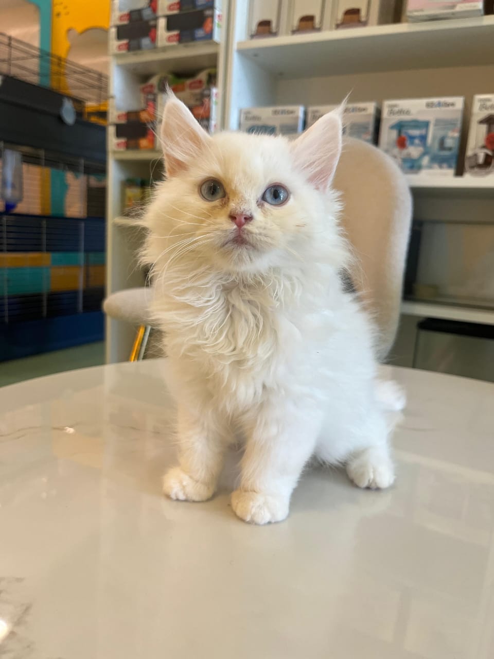 Persian Kitten