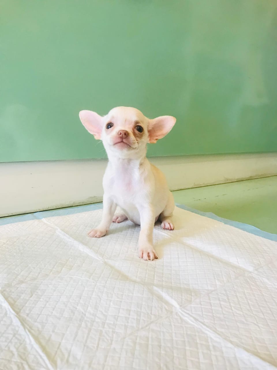 Chihuahua Female Puppy