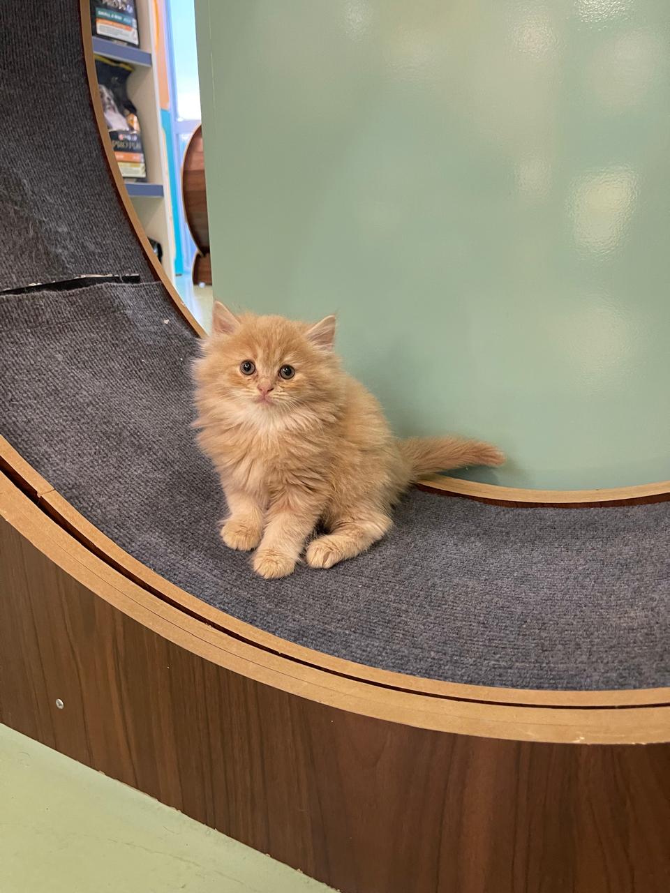 Persian Kitten