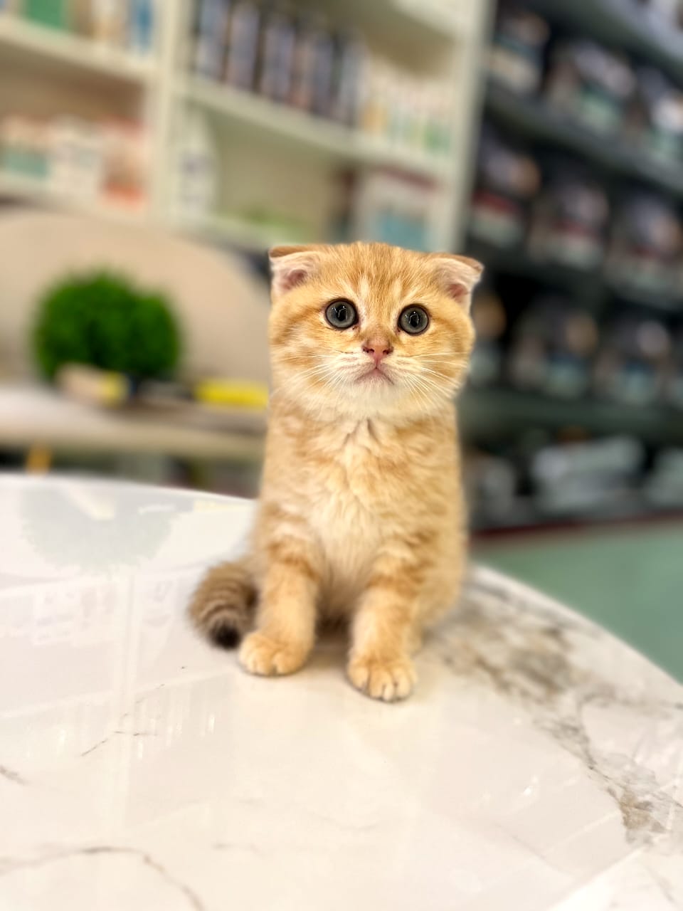 Scottish Fold kittens