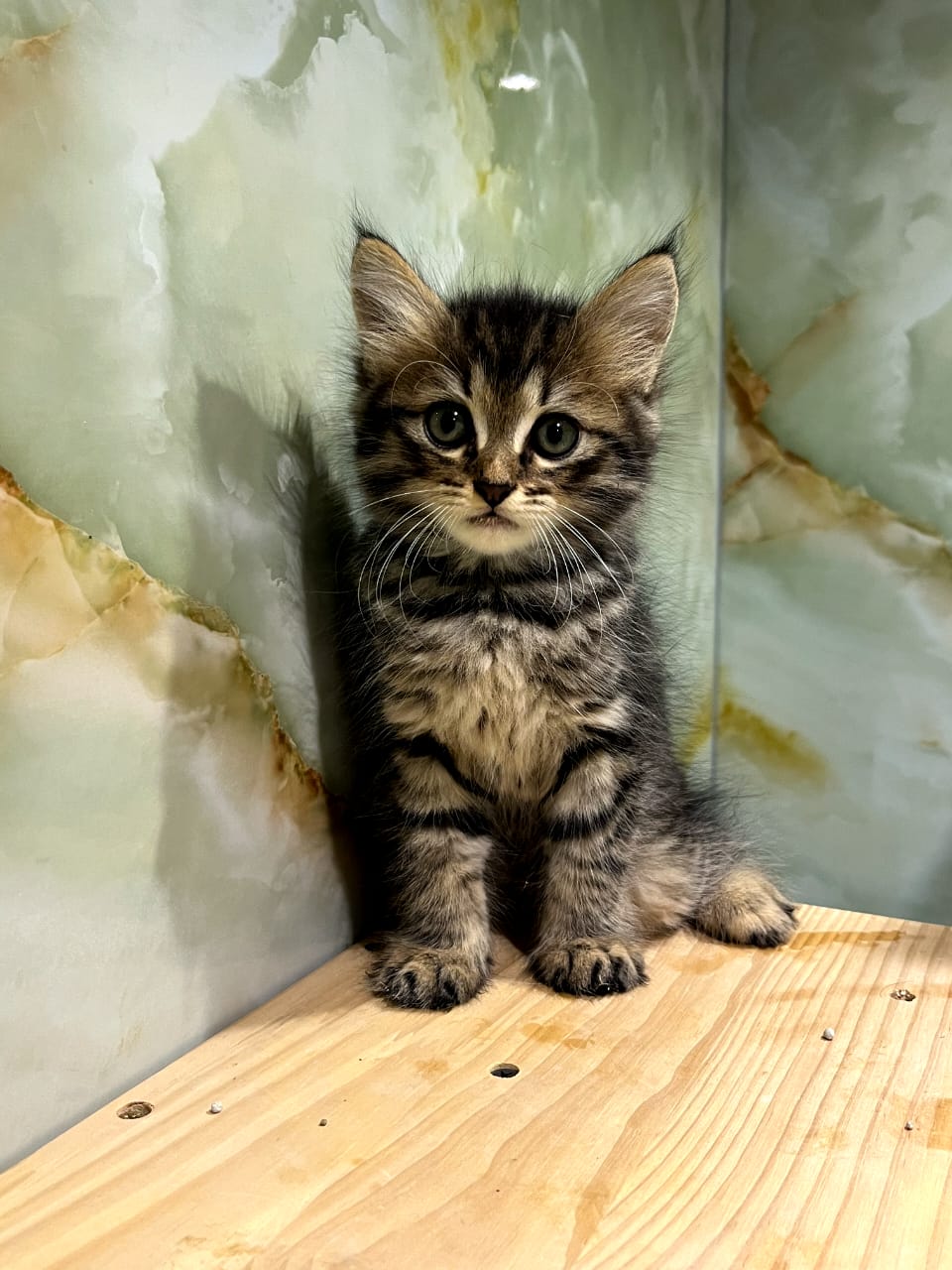 Siberian Kittens