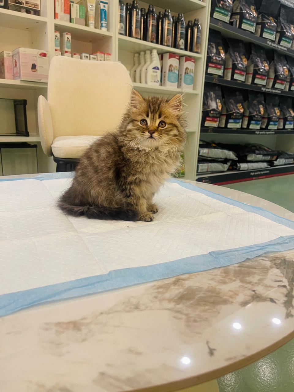 Siberian Male kitten