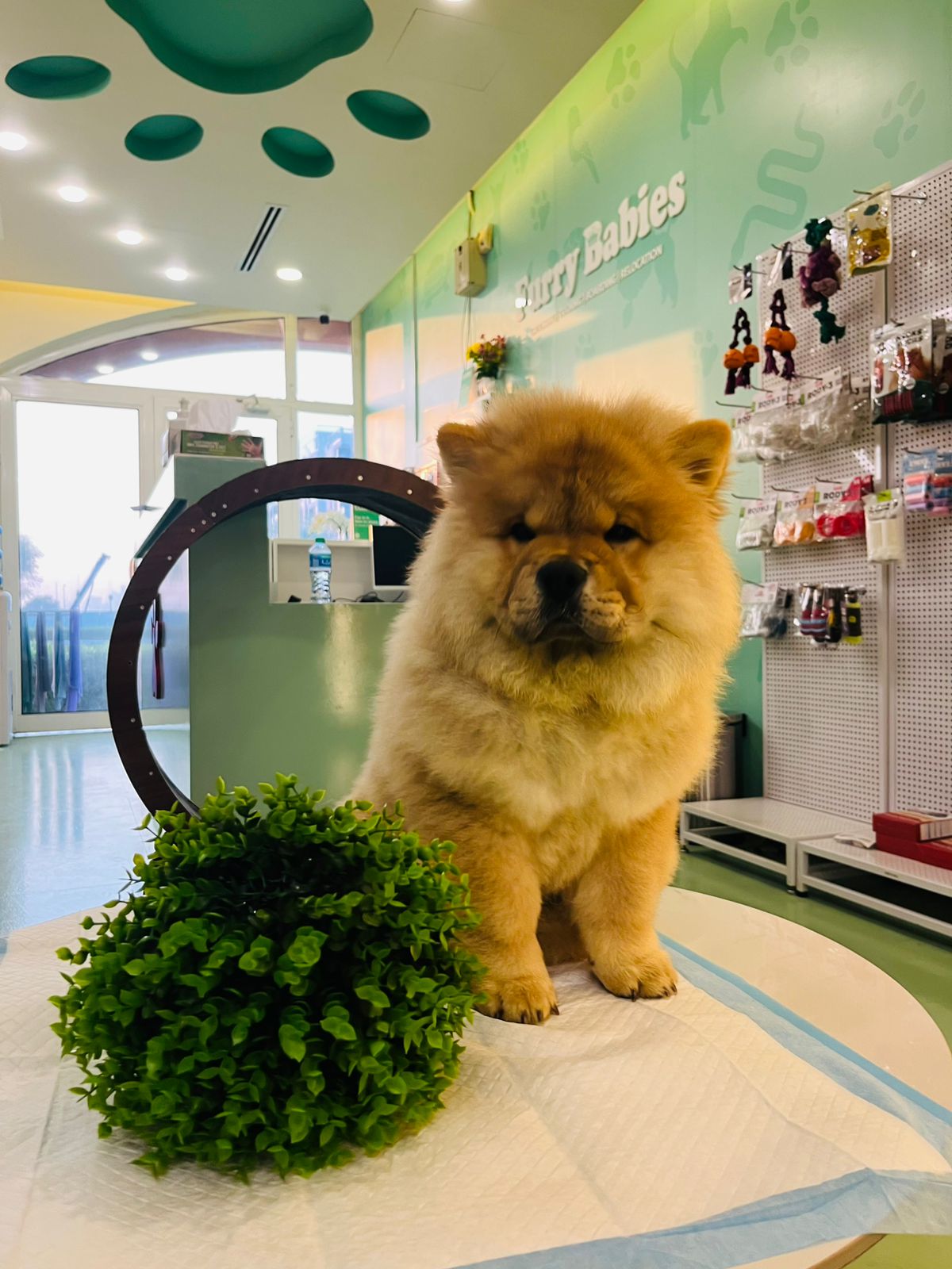 Chow Chow Female Puppy