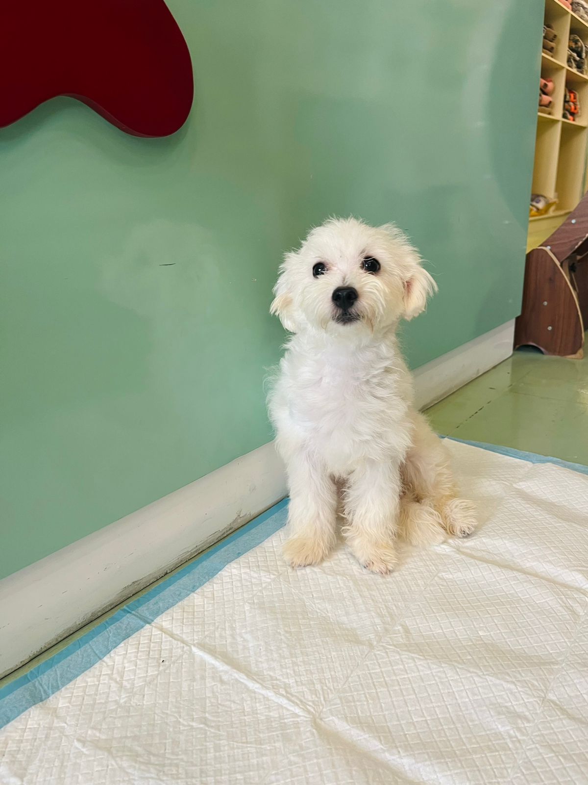 Maltese Male