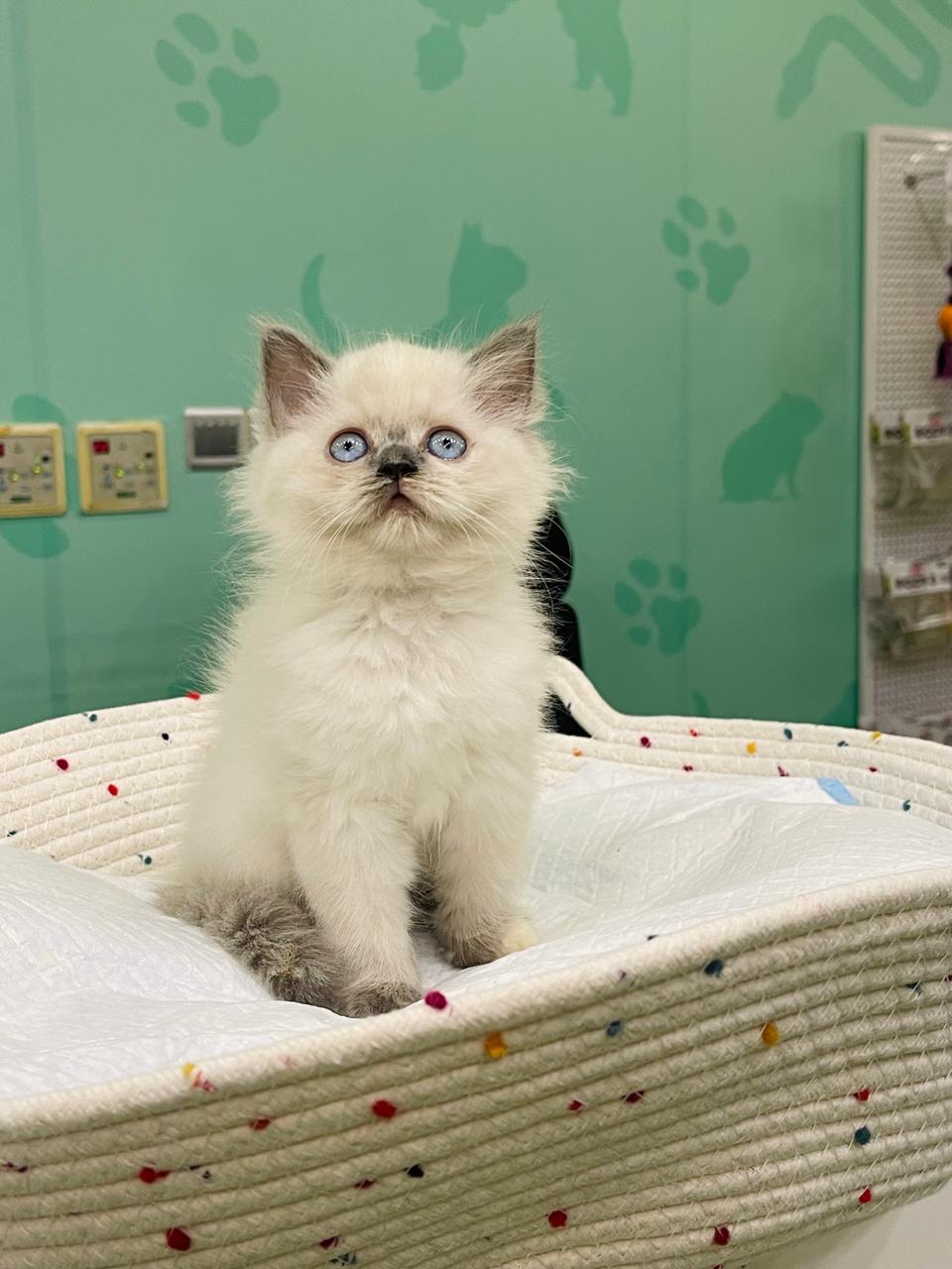 Himalayan Female Kitten