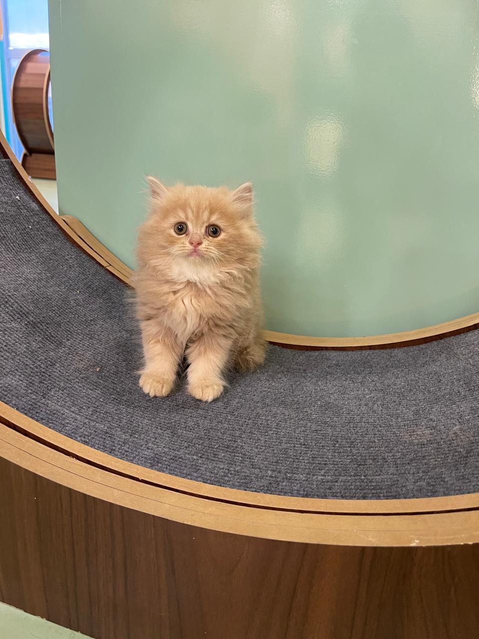 Persian Kitten