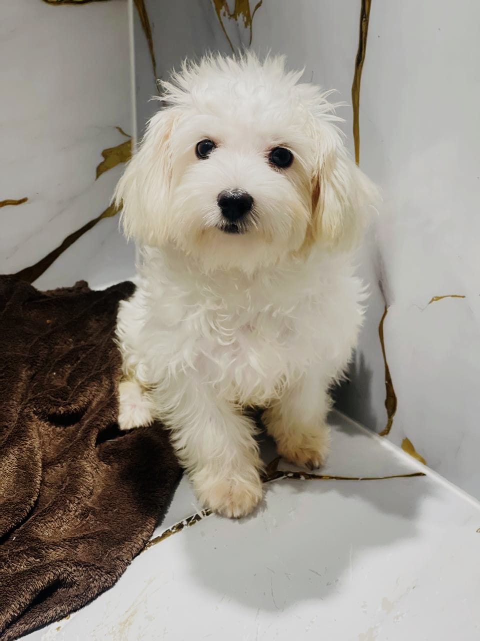 Maltese Female