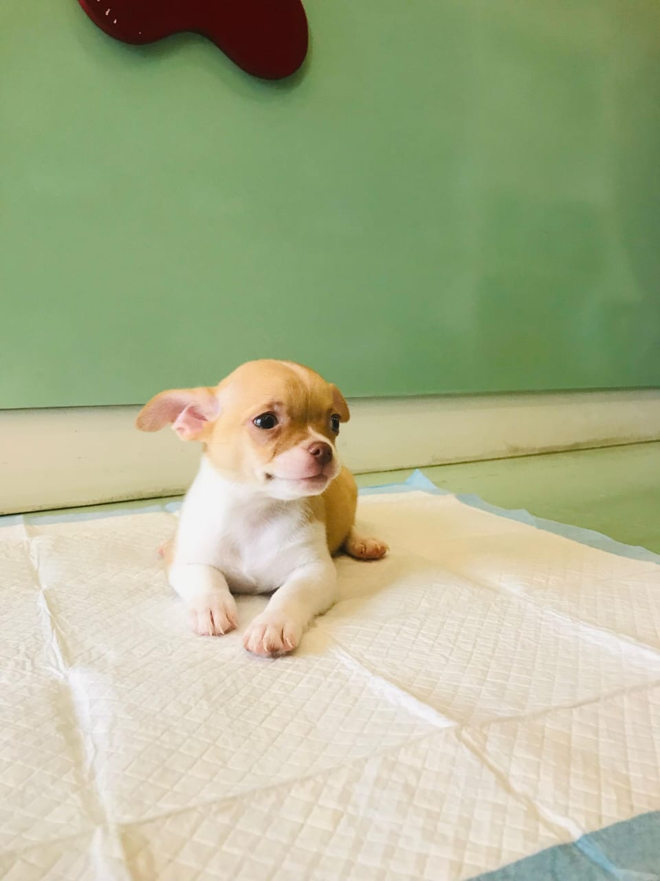 Chihuahua Male Puppy