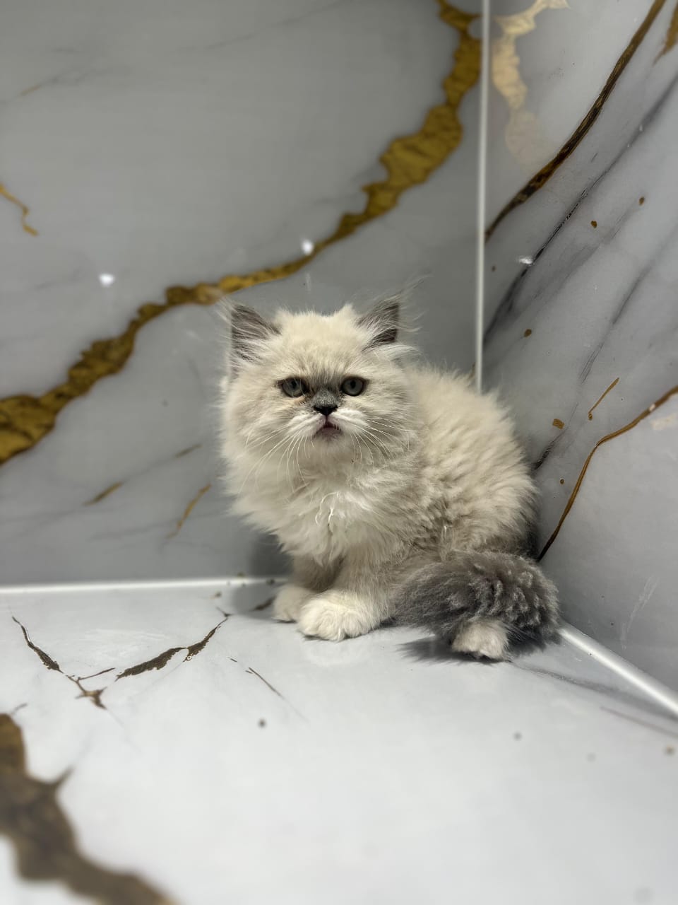 Ragdoll Kitten