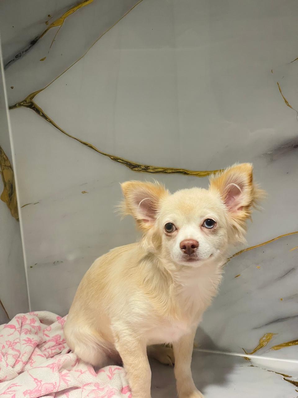 Chihuahua Long Hair