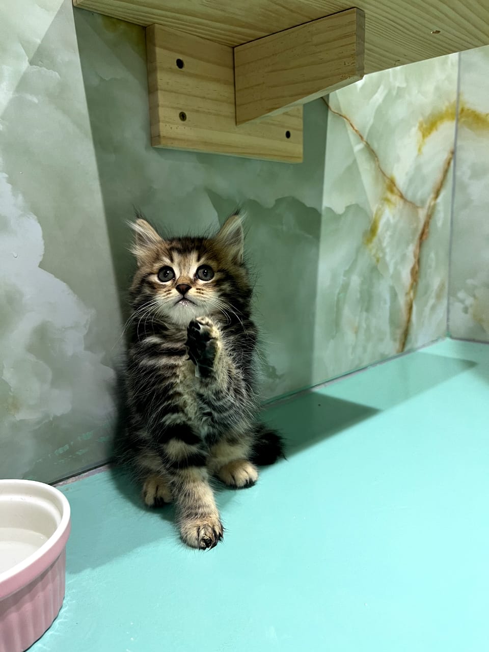 Siberian Kittens