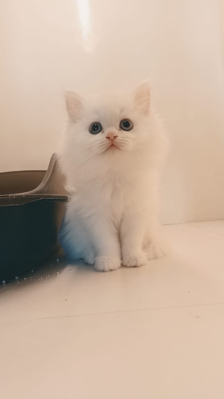 Himalayan kitten Female