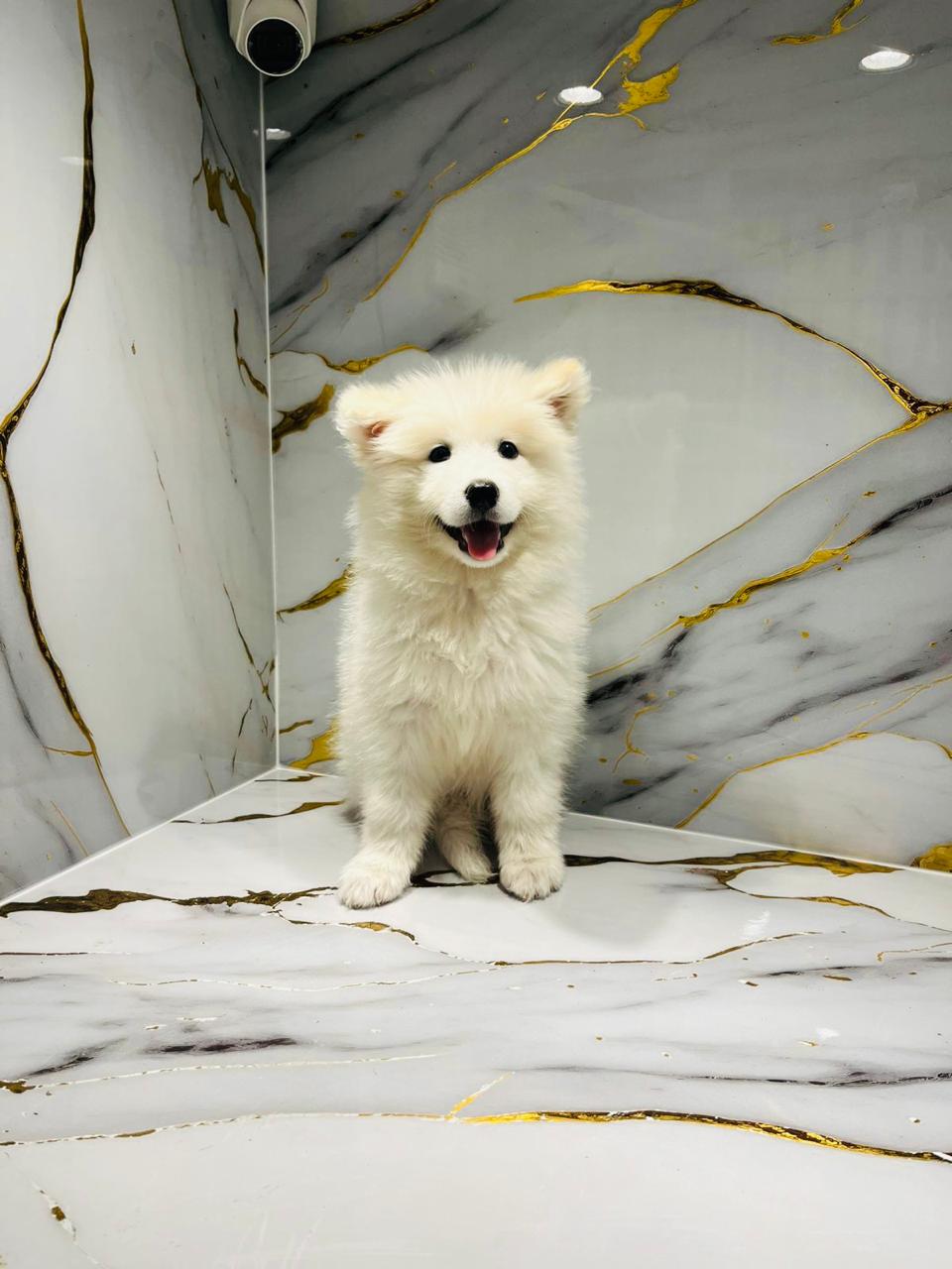 Samoyed Female Puppy