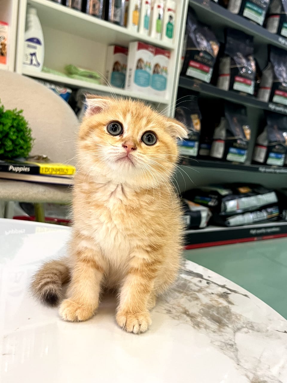 Scottish Fold kittens