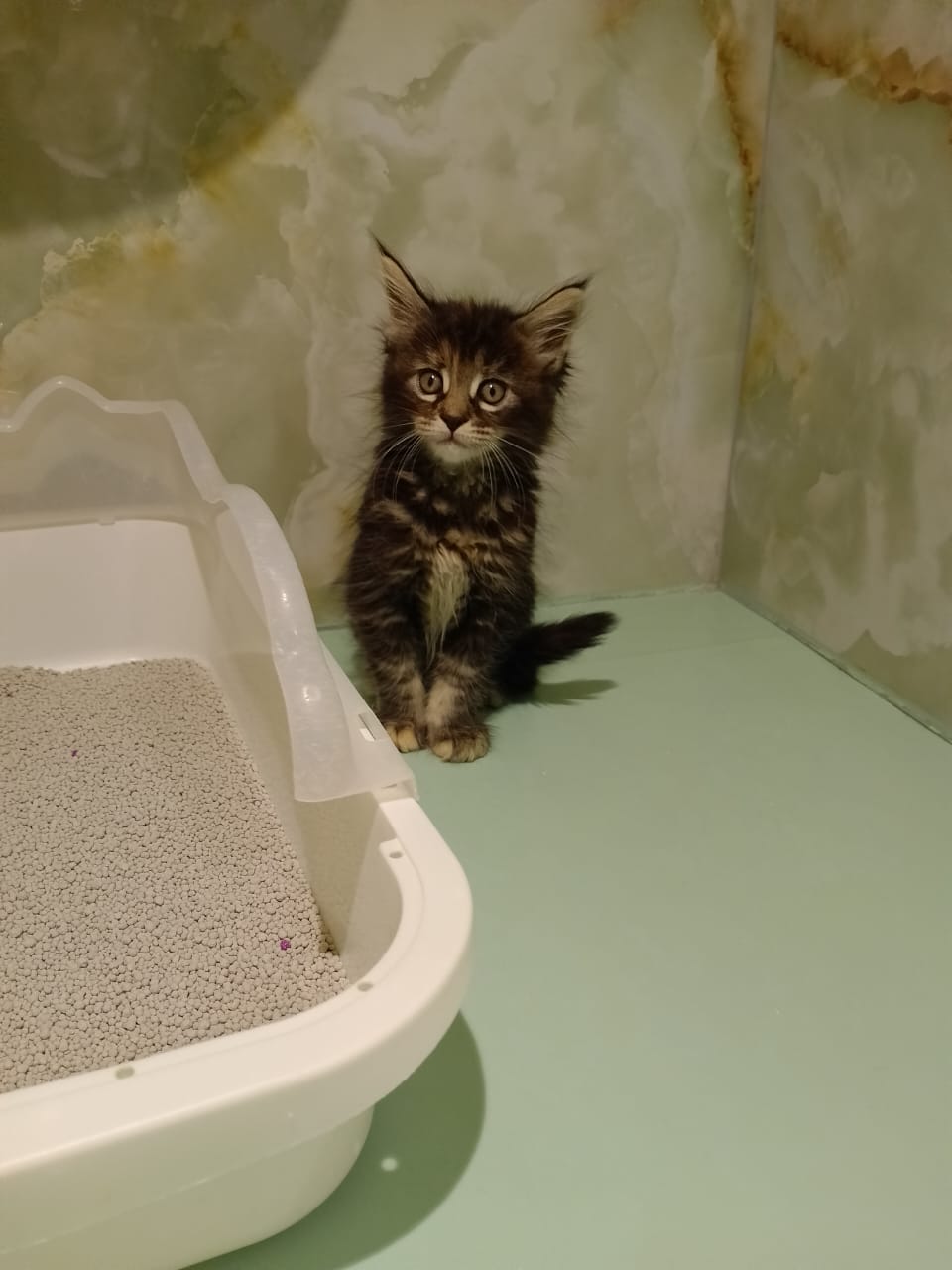 Maine Coon Female Kitten
