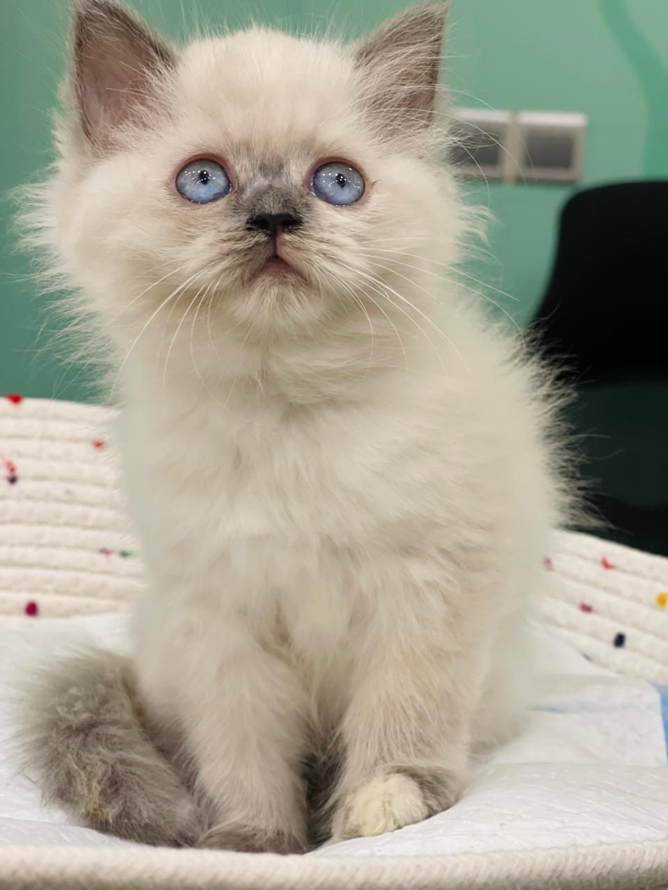 Himalayan Male Kitten