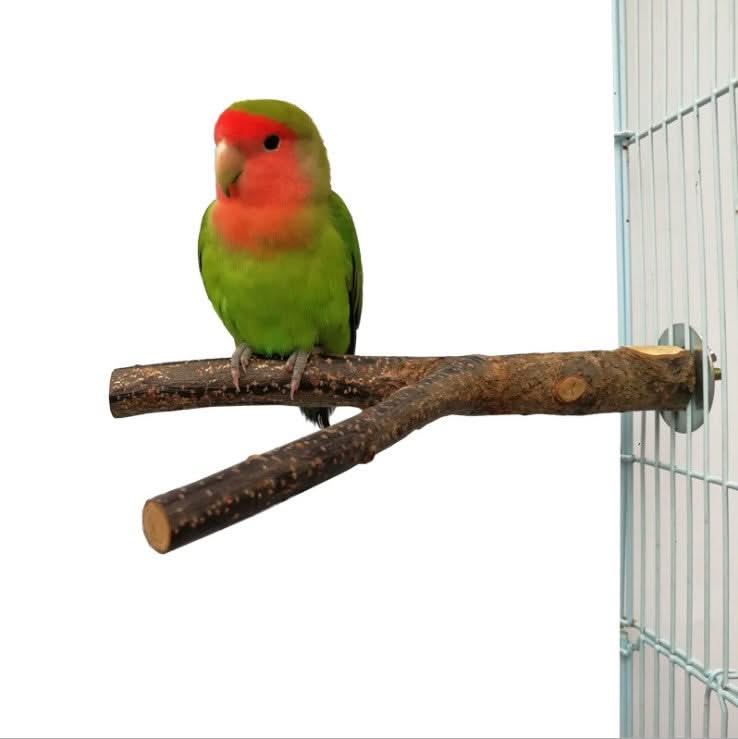 Bird Standing Frame Toy