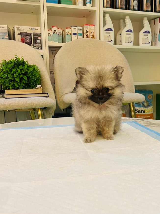 Tcup Pomerania Female Puppy