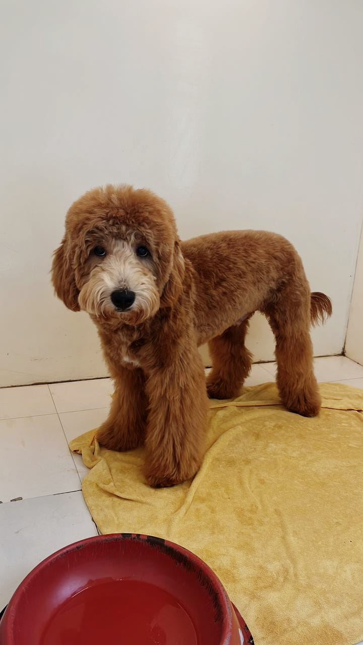 Male Golden Doodle
