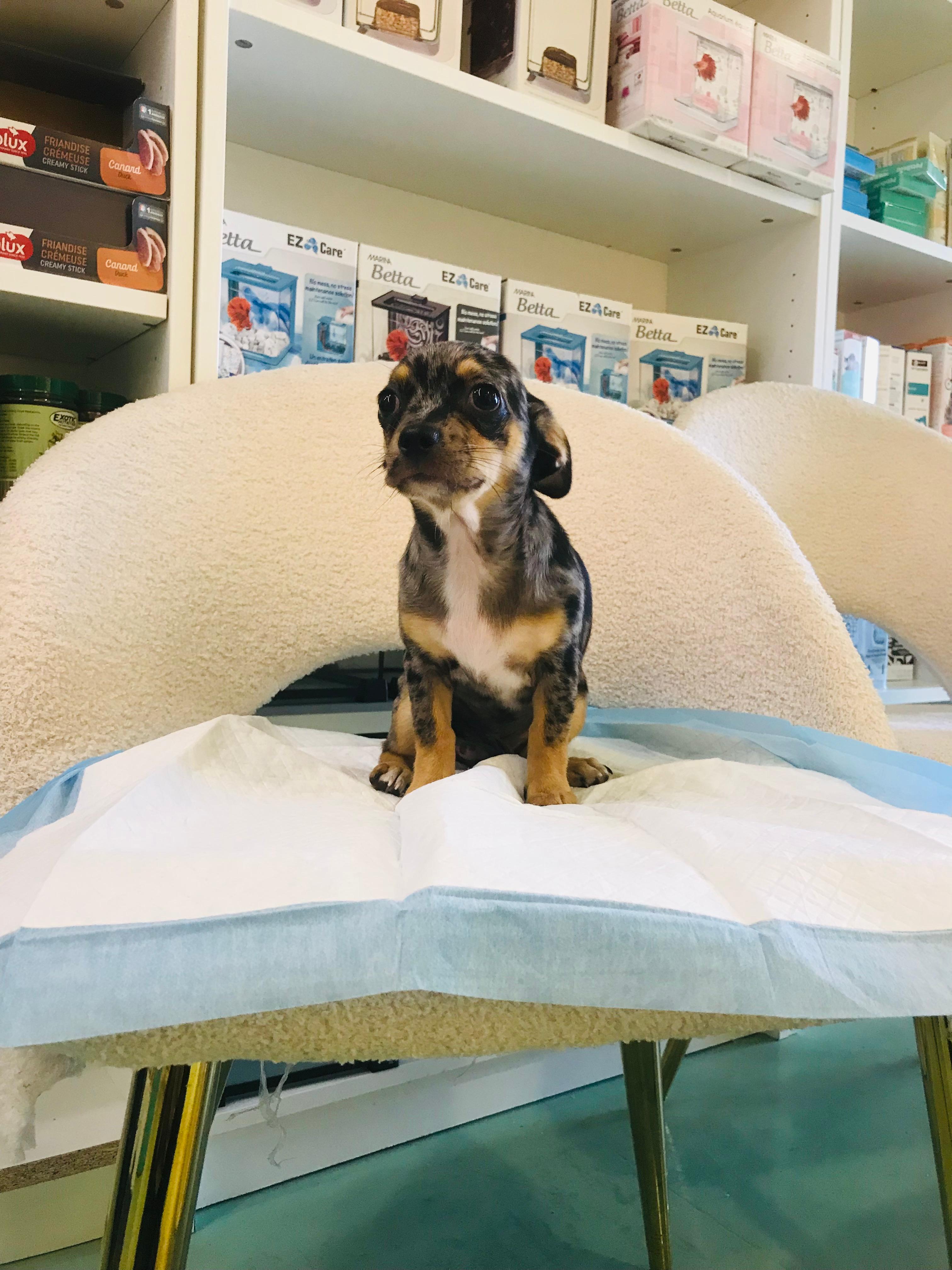 Merle Chihuahua Female