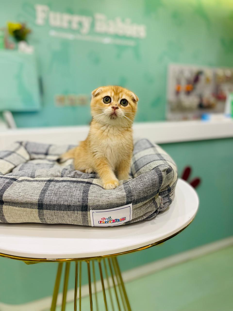 Scottish Fold Golden Chinchilla Kitten