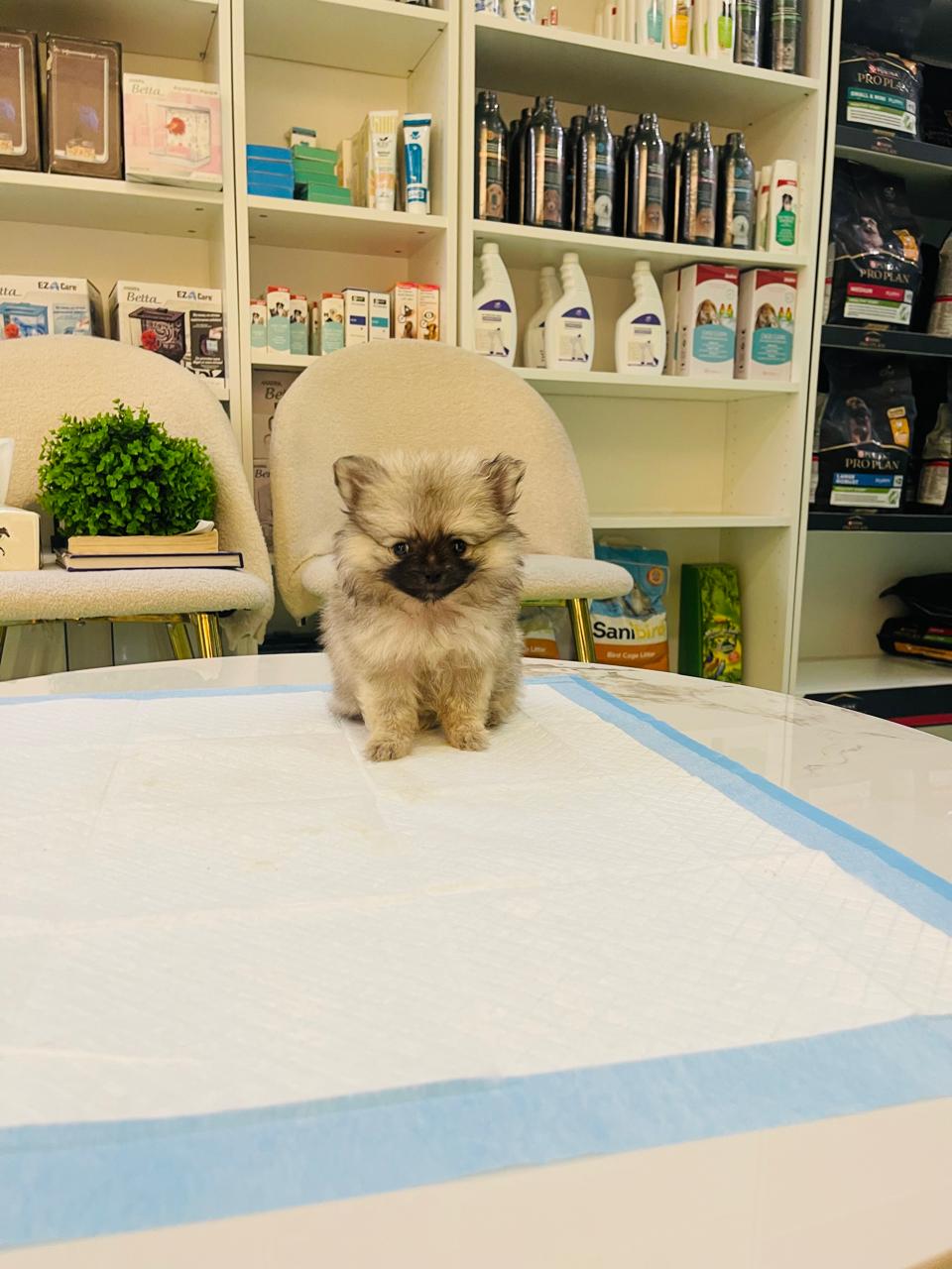 Tcup Pomerania Female Puppy