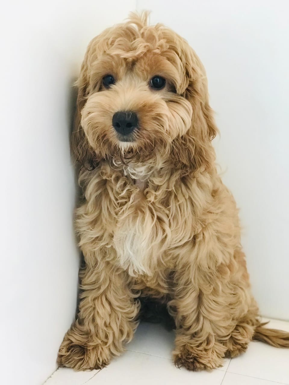 Cockapoo Puppy Male