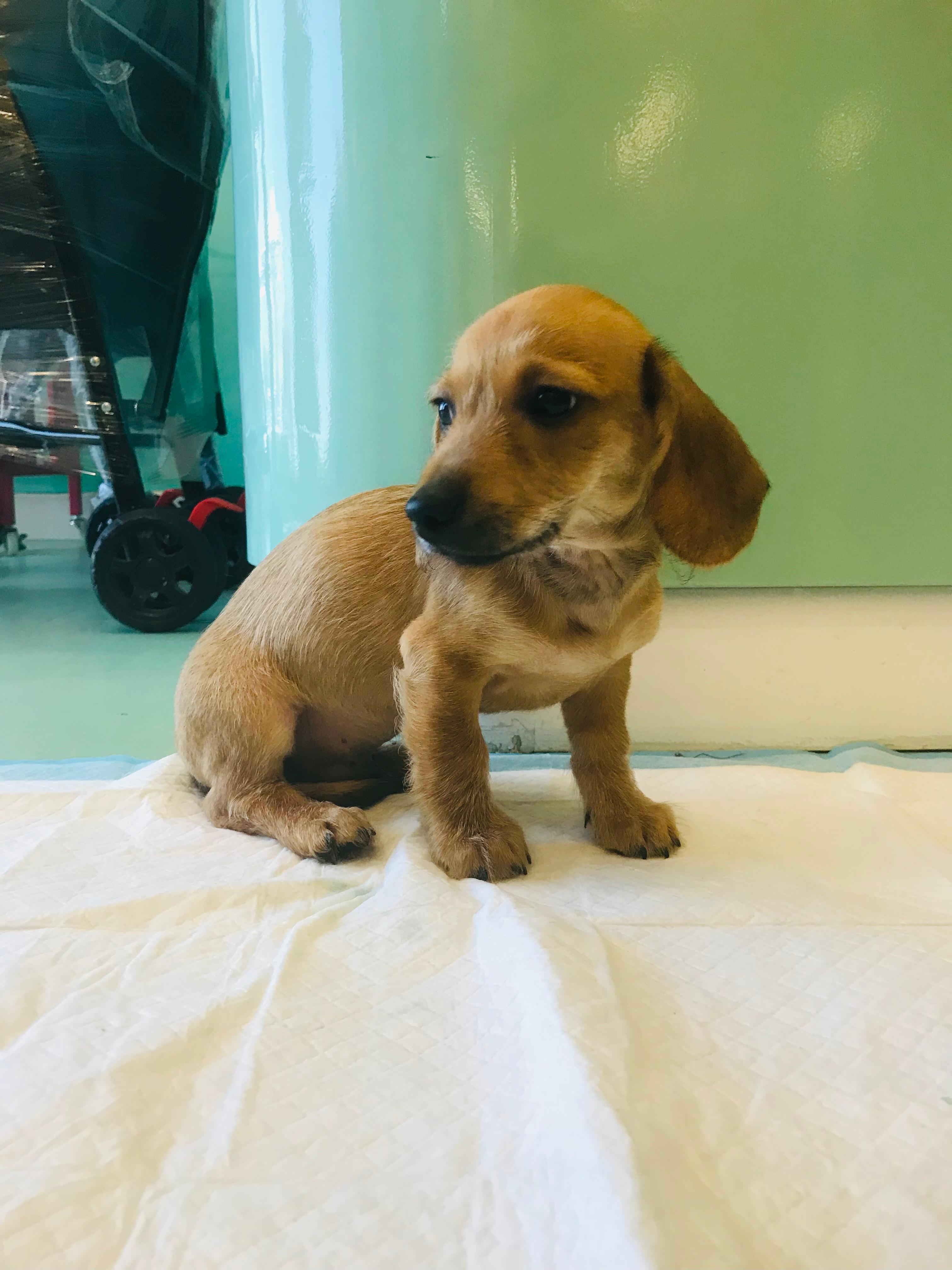 Dachshund Puppy