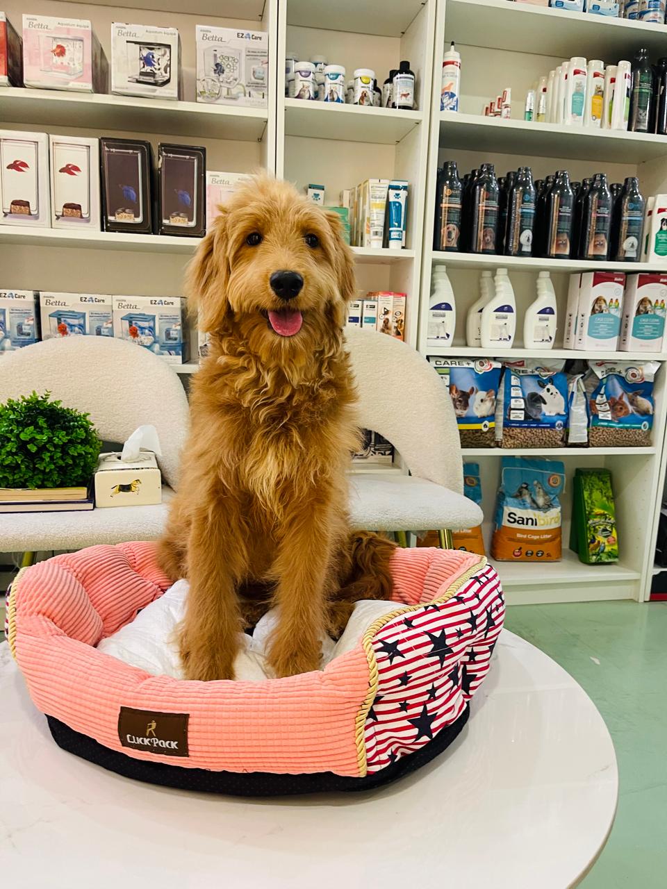 Golden Doodle Female
