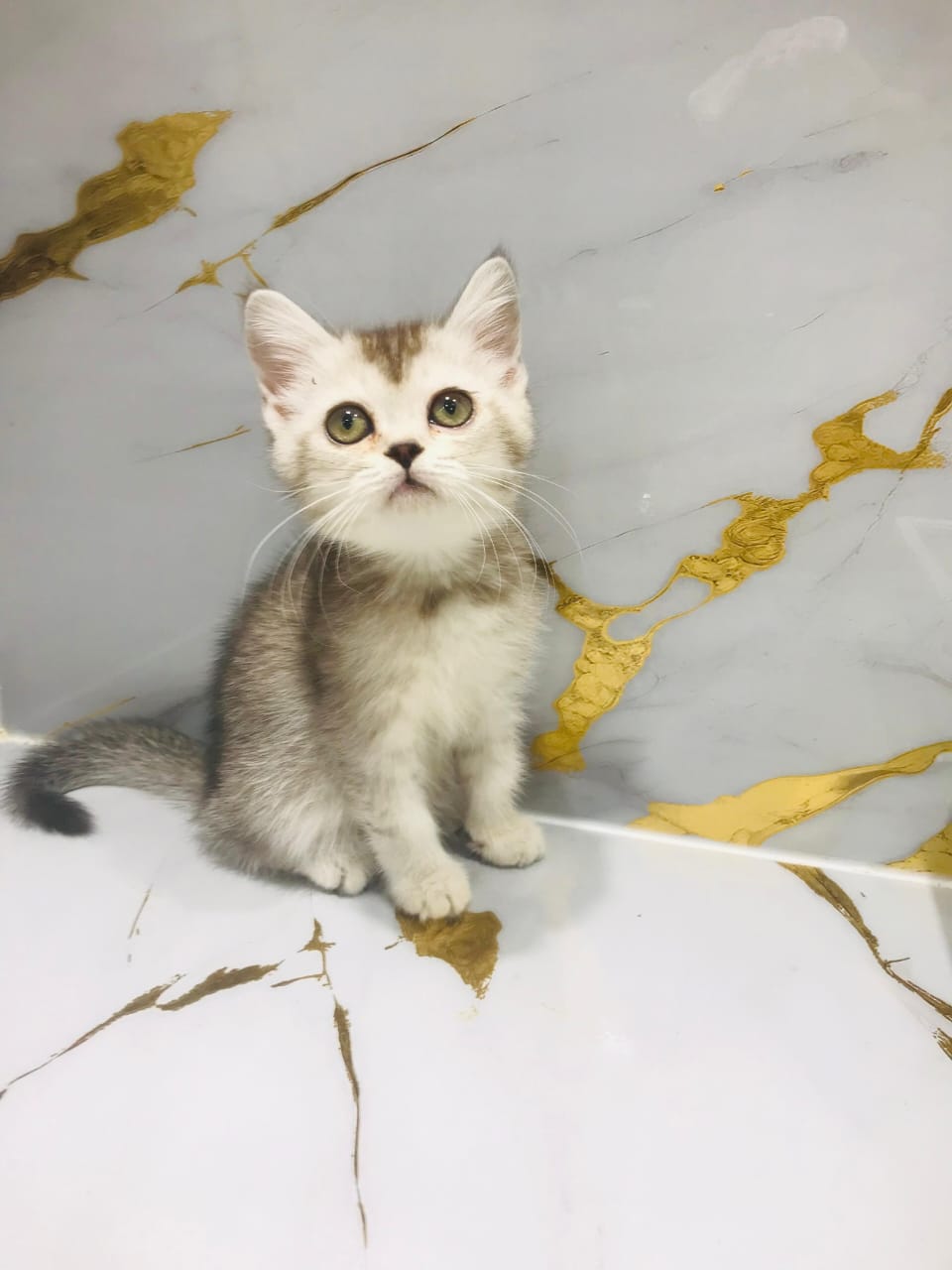 British Short Hair Kitten