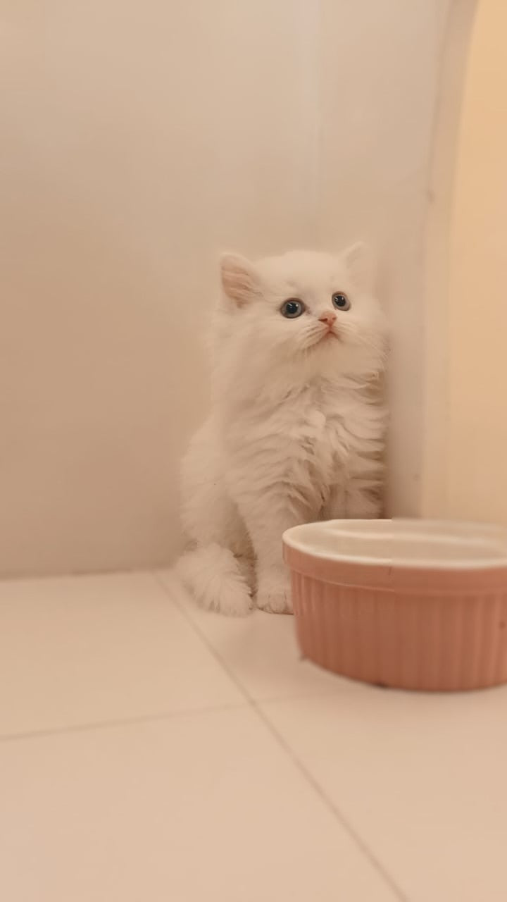 Himalayan kitten Female